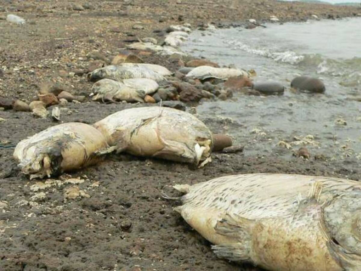 Gobierno aclaró que mortandad de peces en Betania no es consecuencia de reapertura de El Quimbo