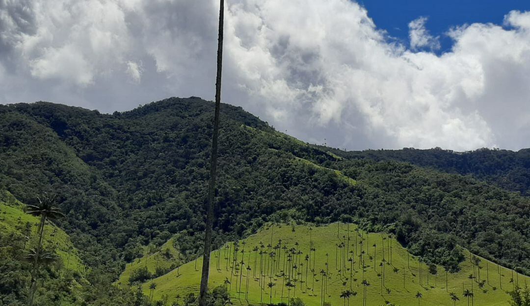 Valle de Cocora en Salento