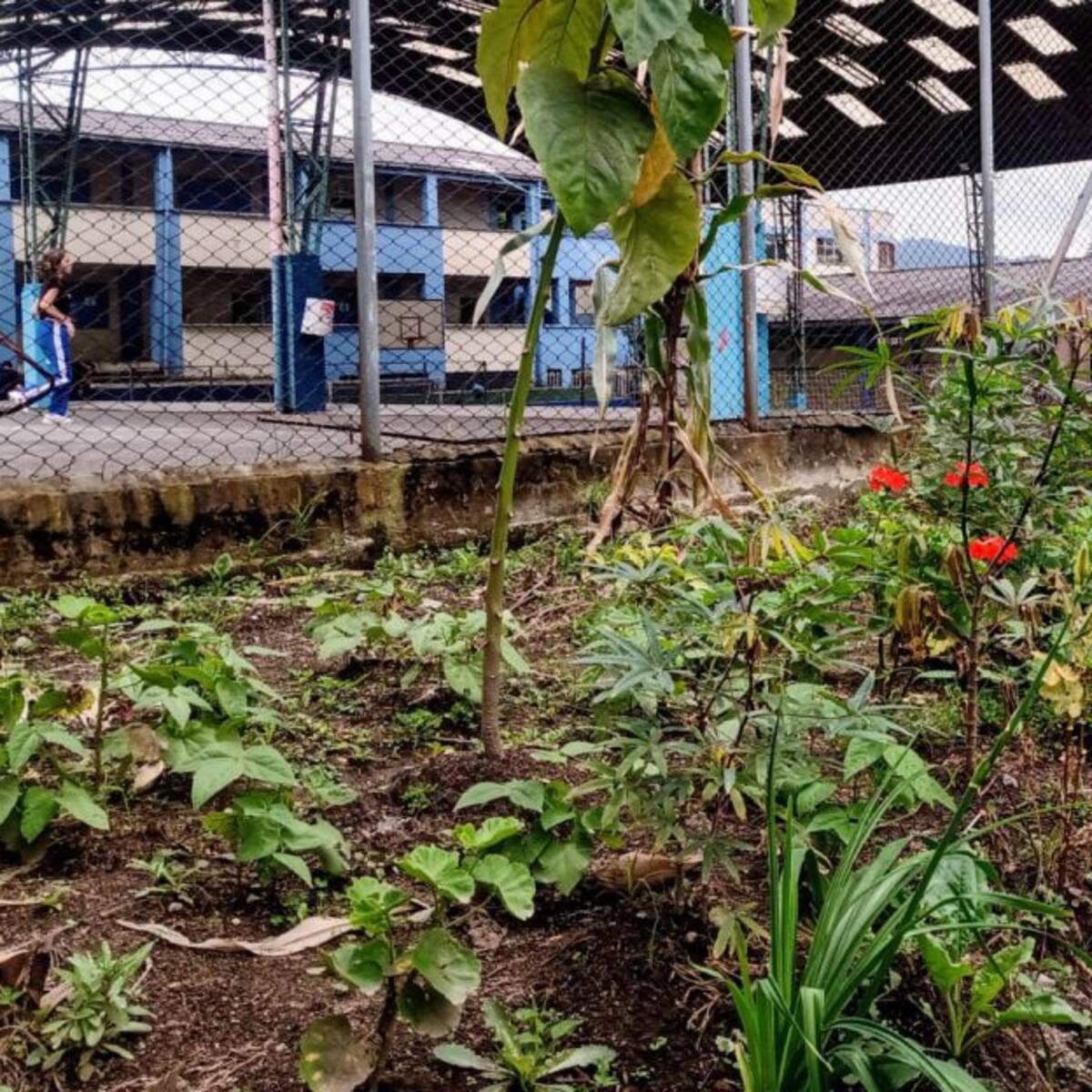 Los saberes del campo llegan a las aulas con huertas escolares en Manizales