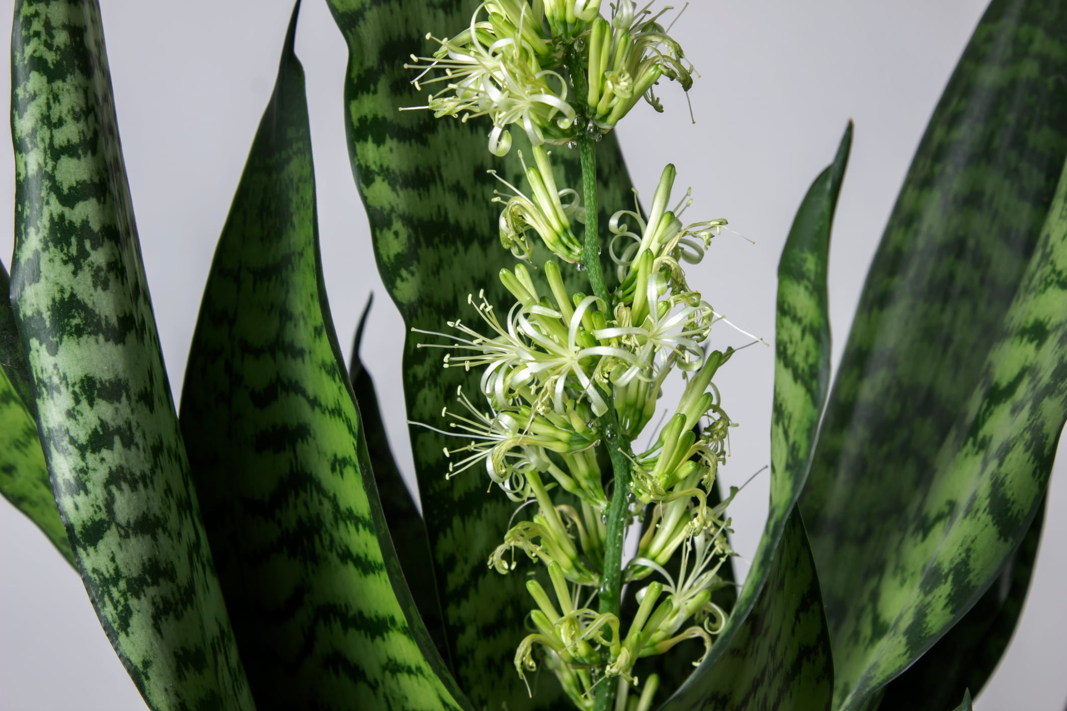 Planta lengua de suegra con flor, imagen de referencia // Getty Images