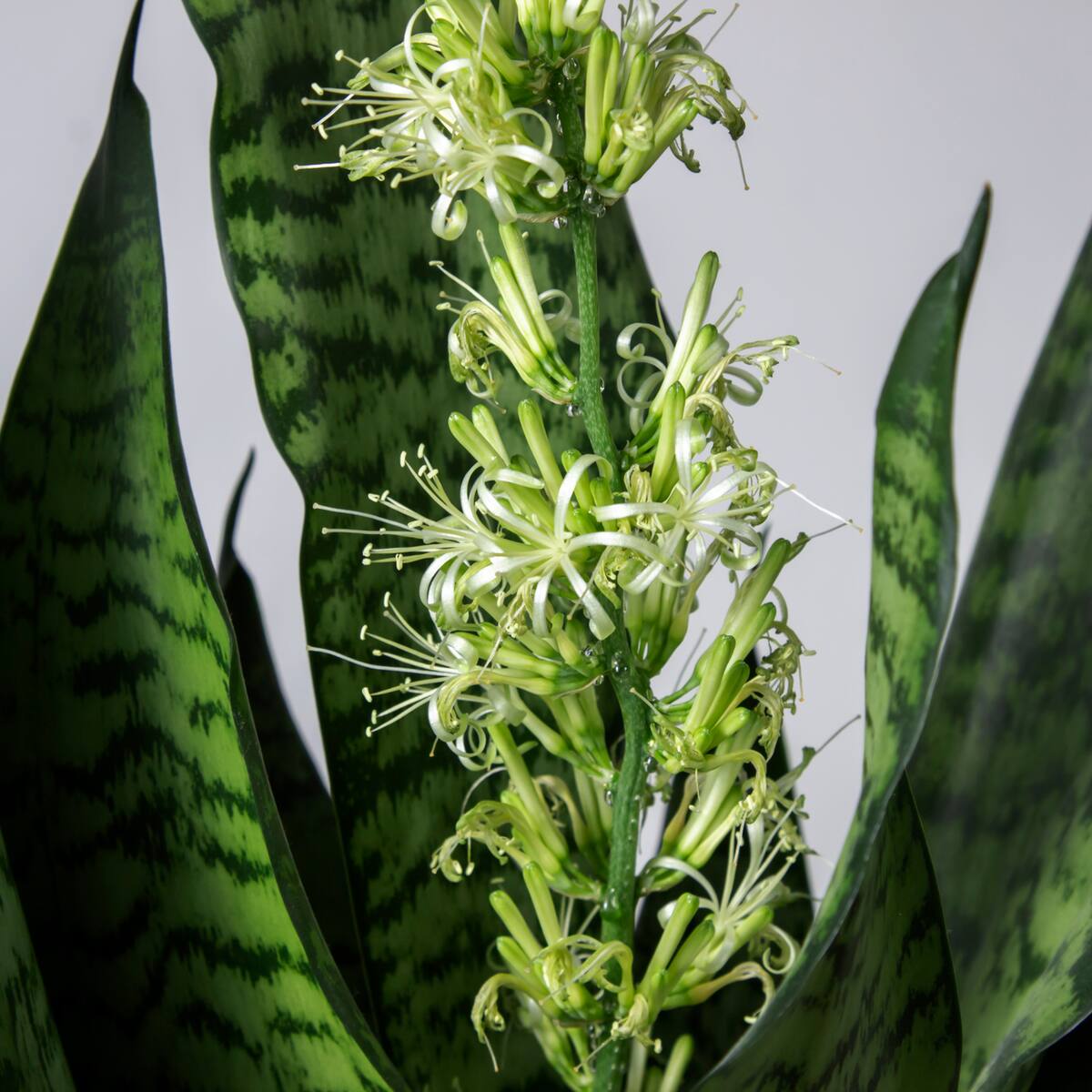 Significado de que florezca la planta lengua de suegra: no solo anuncia riqueza