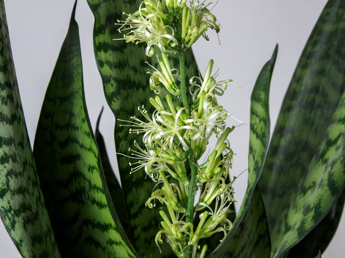 Significado de que florezca la planta lengua de suegra: no solo anuncia riqueza