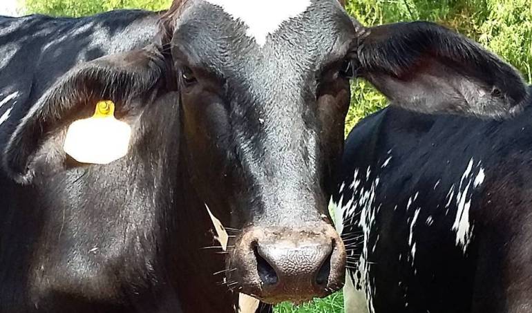 Los ganaderos señalan que la humanidad ha consumido carne durante toda la historía.