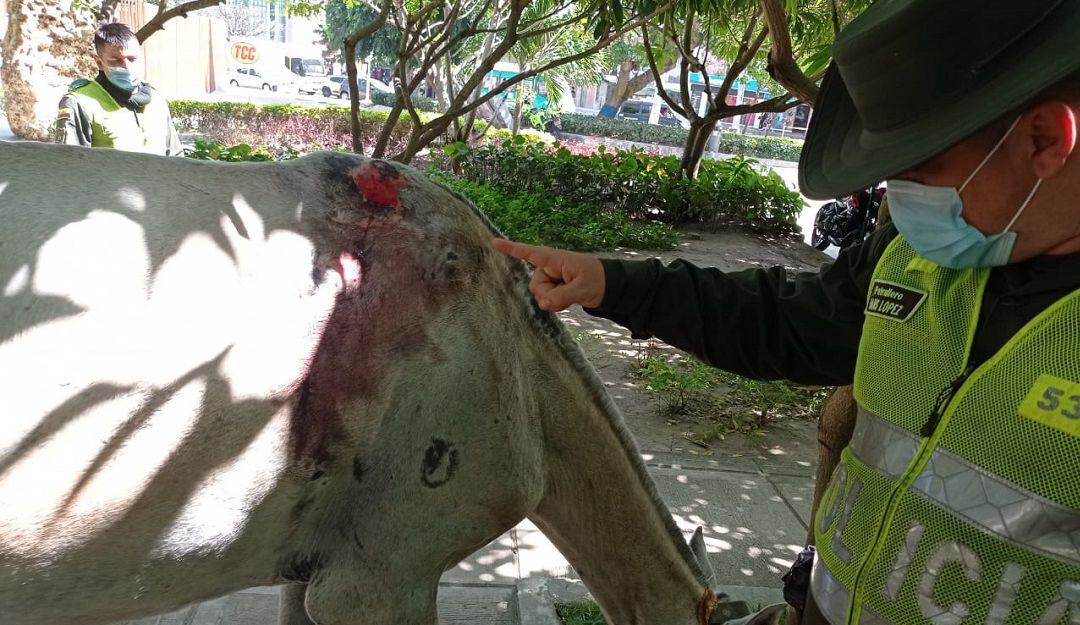 El animal fue rescatado.