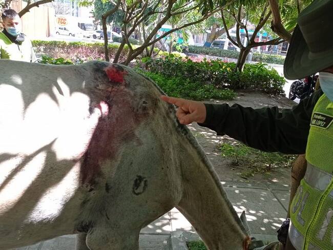 El animal fue rescatado.