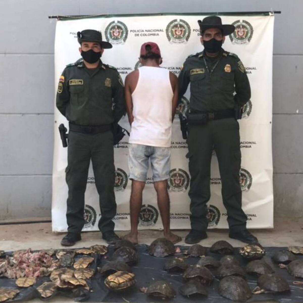 Capturan a un hombre por sacrificar 31 hicoteas en zona rural de Pivijay