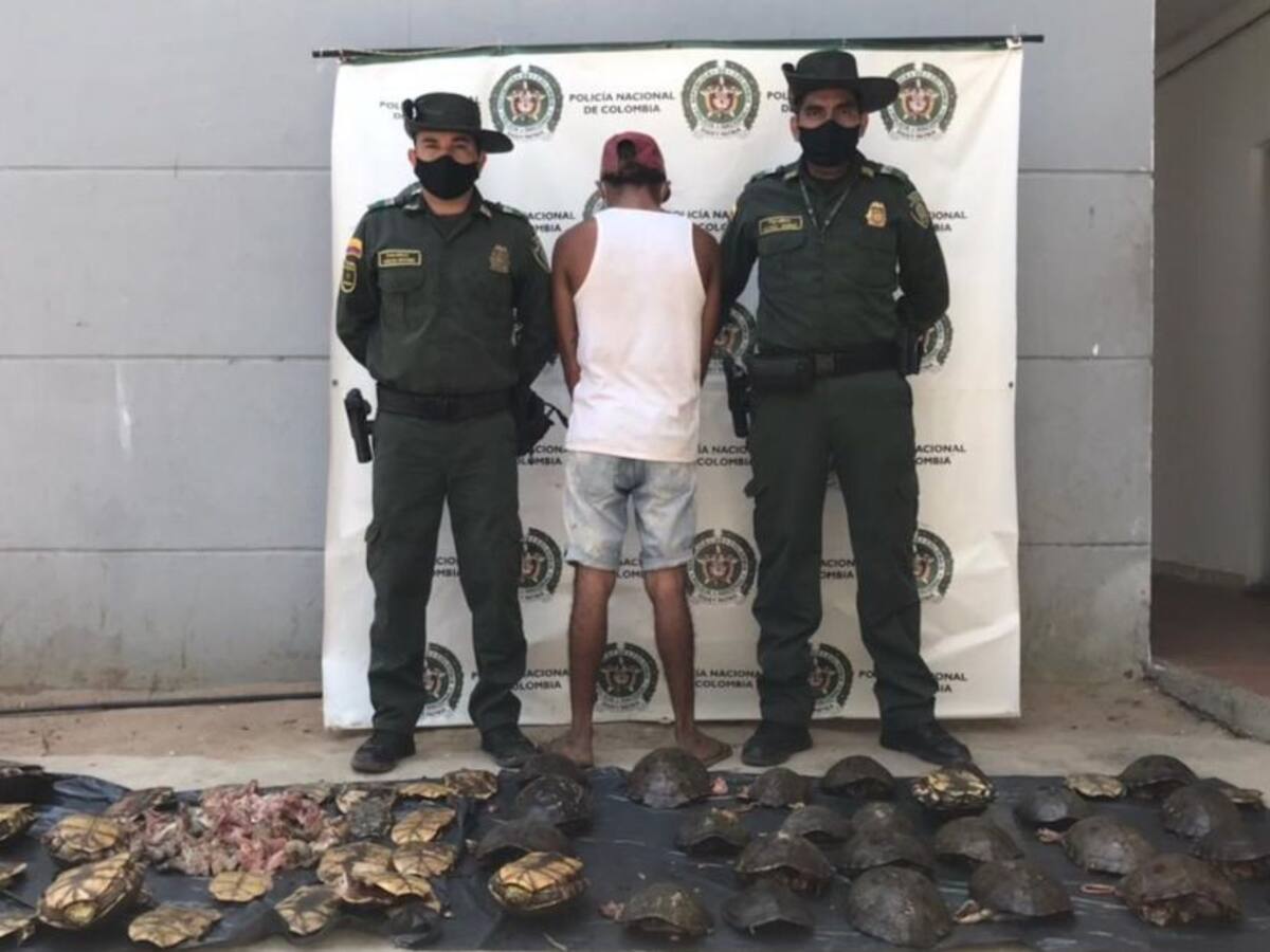 Capturan a un hombre por sacrificar 31 hicoteas en zona rural de Pivijay
