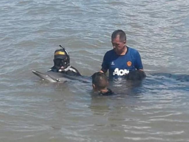 Rescatan delfín desorientado en cercanías a Cartagena