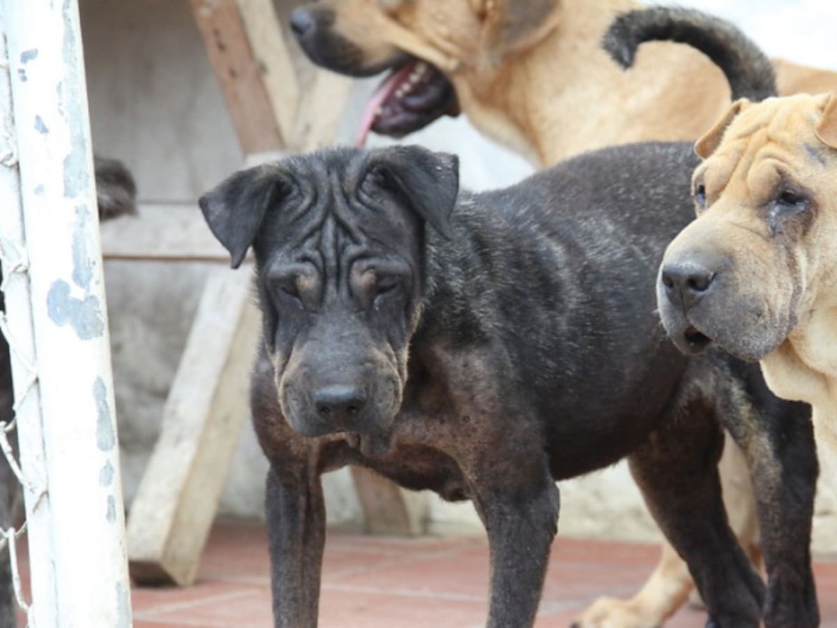 Procurador pidió rechazar demanda que busca determinar si los animales tienen derechos
