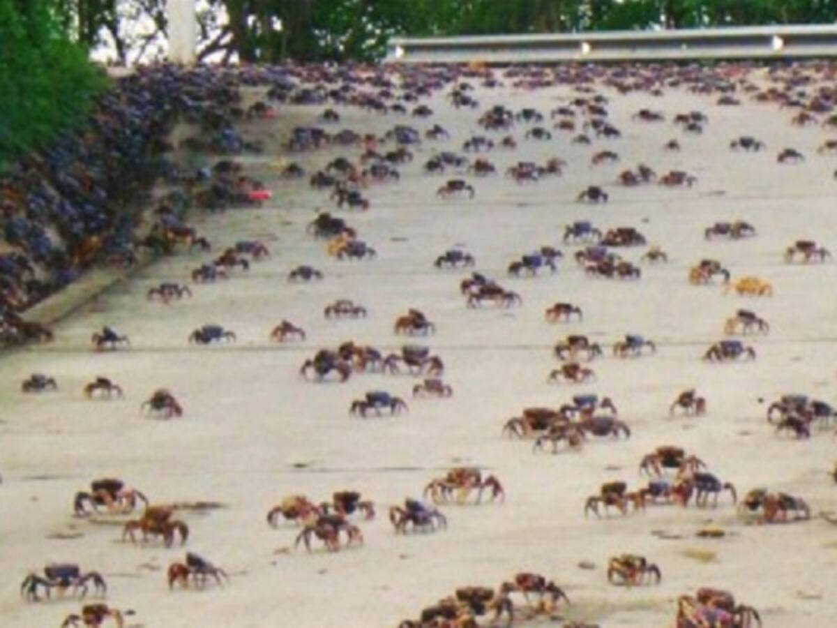 En San Andrés implementan medidas para proteger el Cangrejo Negro