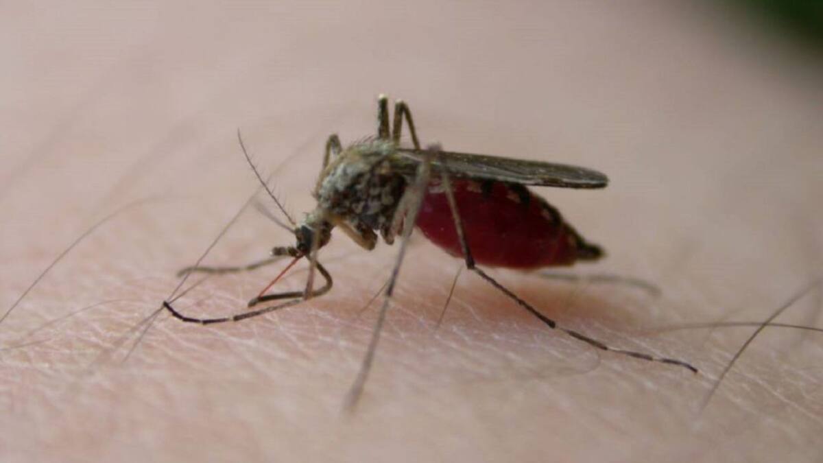 Alerta en Cundinamarca por Dengue: Se han confirmado más de 830 casos