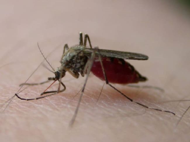 Alerta en Cundinamarca por Dengue: Se han confirmado más de 830 casos