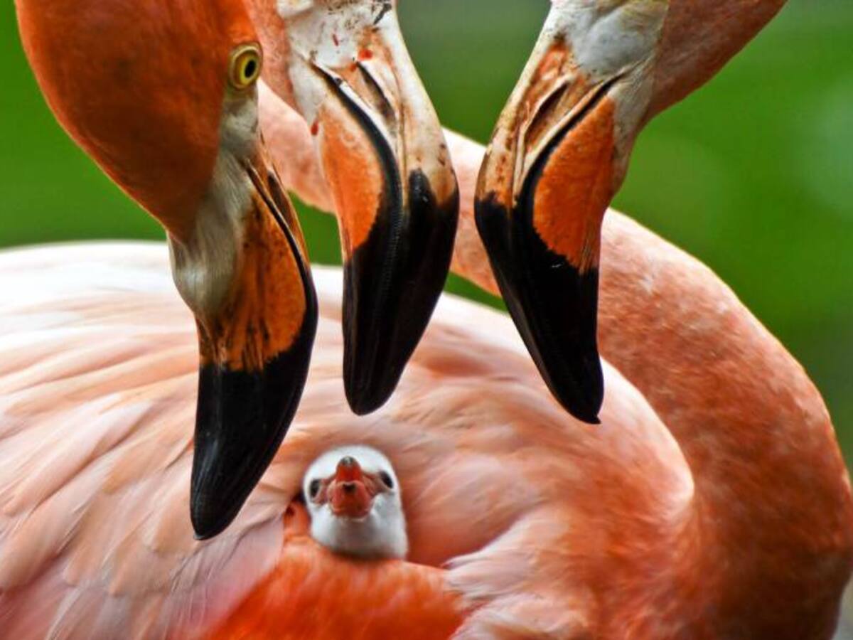Nace el primer flamenco en cautiverio en el puerto de Cartagena
