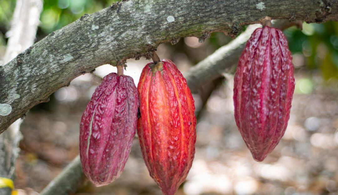 Cerca de 2.000 hectáreas son financiadas con recursos de la Gobierno Departamental por el orden de los $2.000 millones.