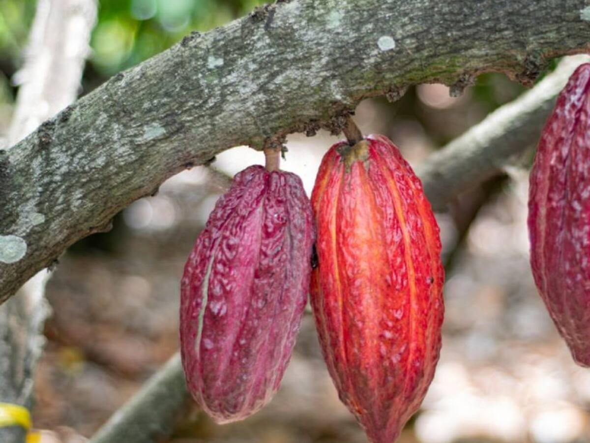 Cacaocultores del Huila recibirán el pago de incentivo por poda de cacao