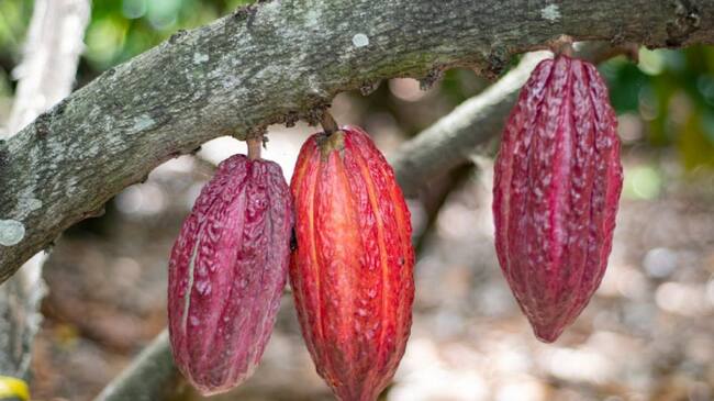 Cerca de 2.000 hectáreas son financiadas con recursos de la Gobierno Departamental por el orden de los $2.000 millones.