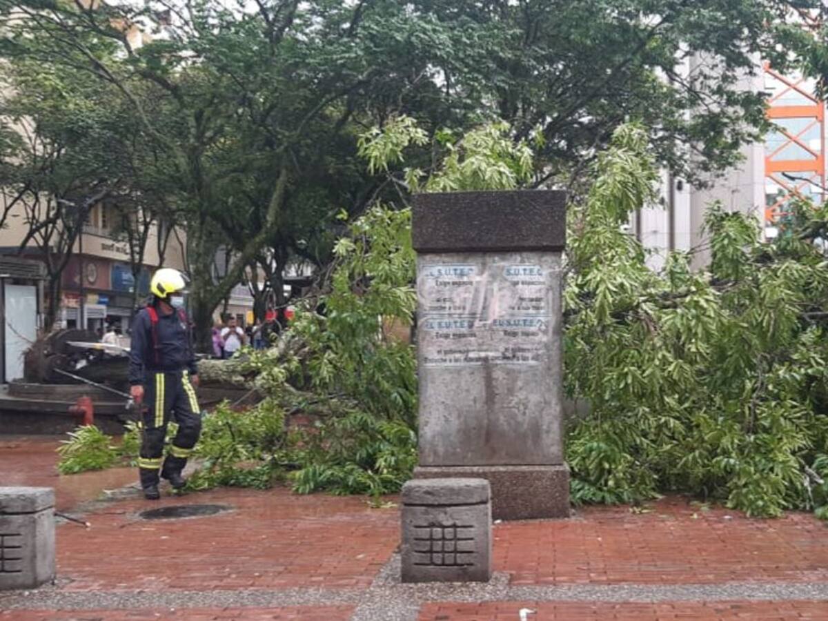 En Armenia hay 393 requerimientos para intervenir árboles