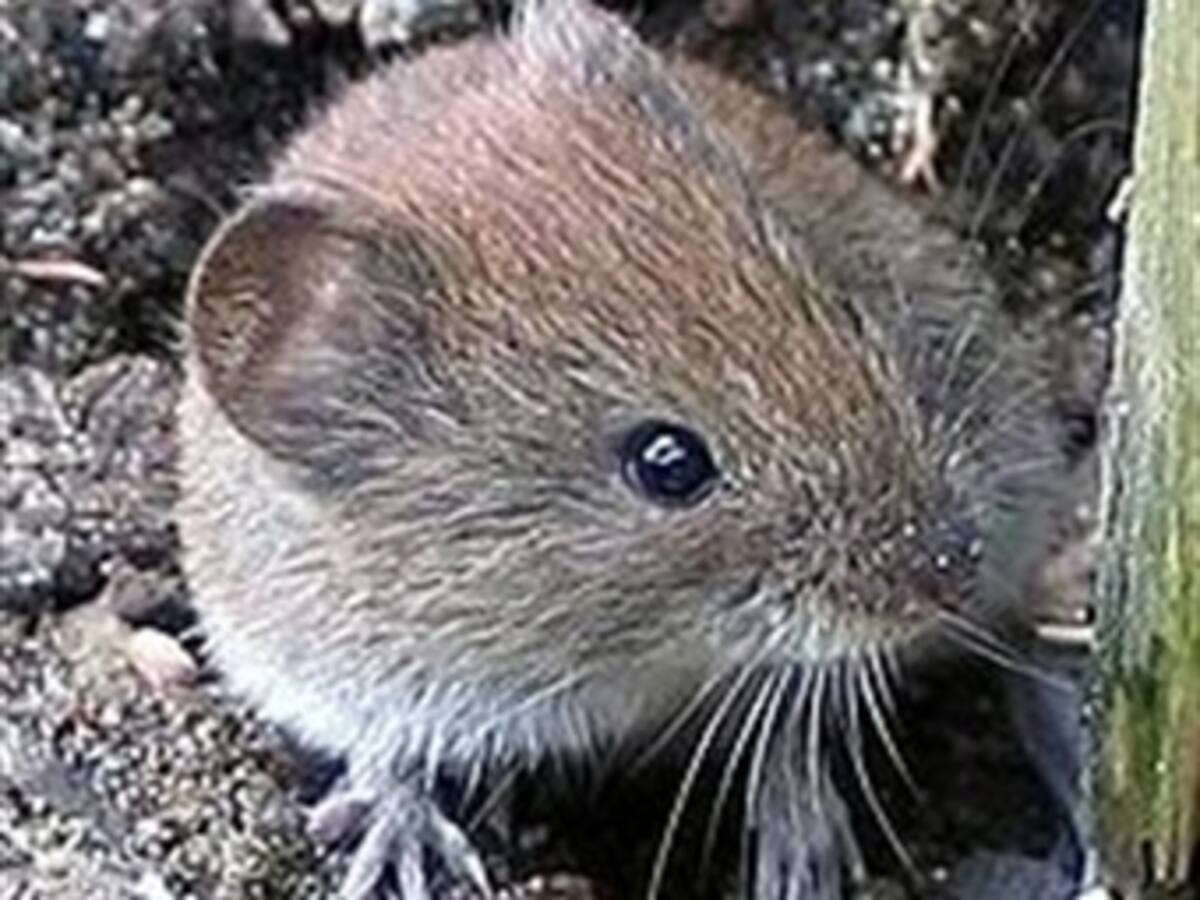 Ratones también ayudan a detectar minas antipersonal