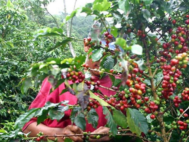 Buscan 80 mil recolectores para la cosecha cafetera en Antioquia