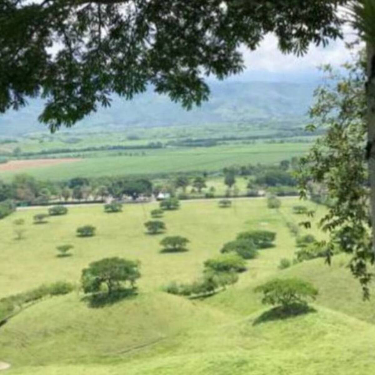 A finales del año iniciará la construcción de la PLEC Eje Cafetero