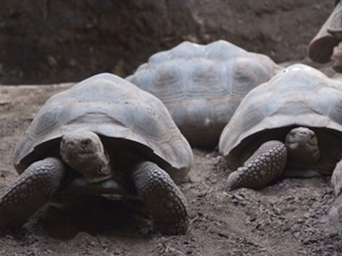 Las tortugas gigantes vivían en la Amazonía antes de emigrar a Galápagos
