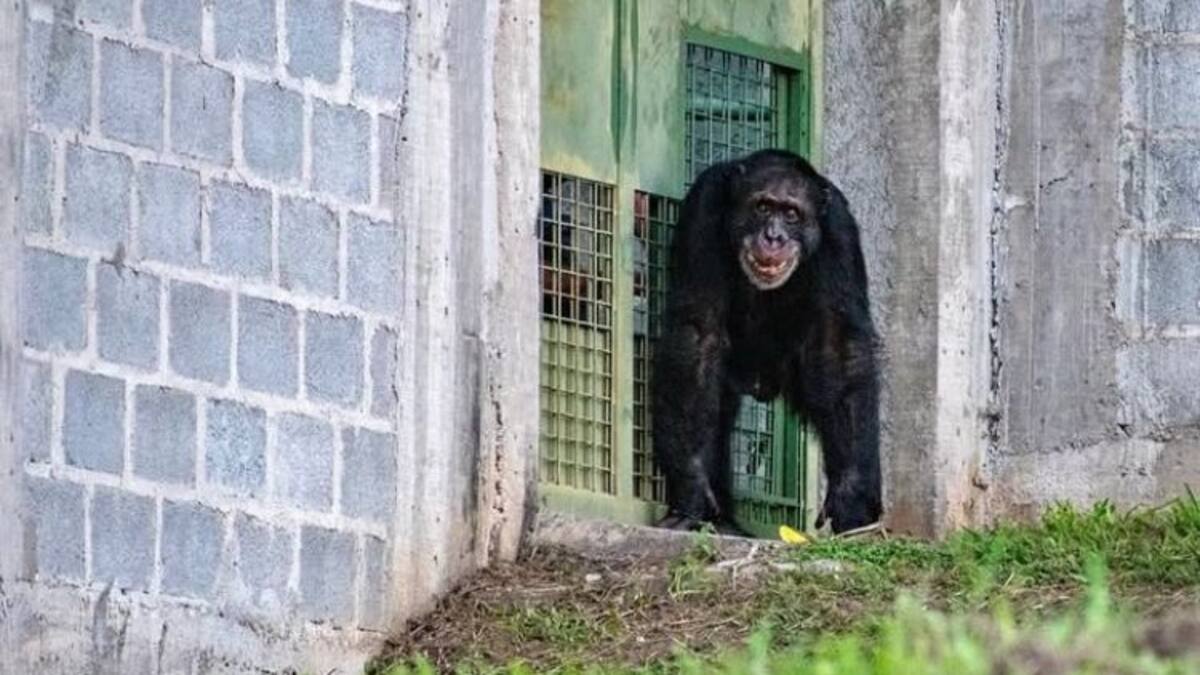 Yoko ya está en Brasil, el chimpancé inició su proceso de adaptación en el santuario de Sorocaba