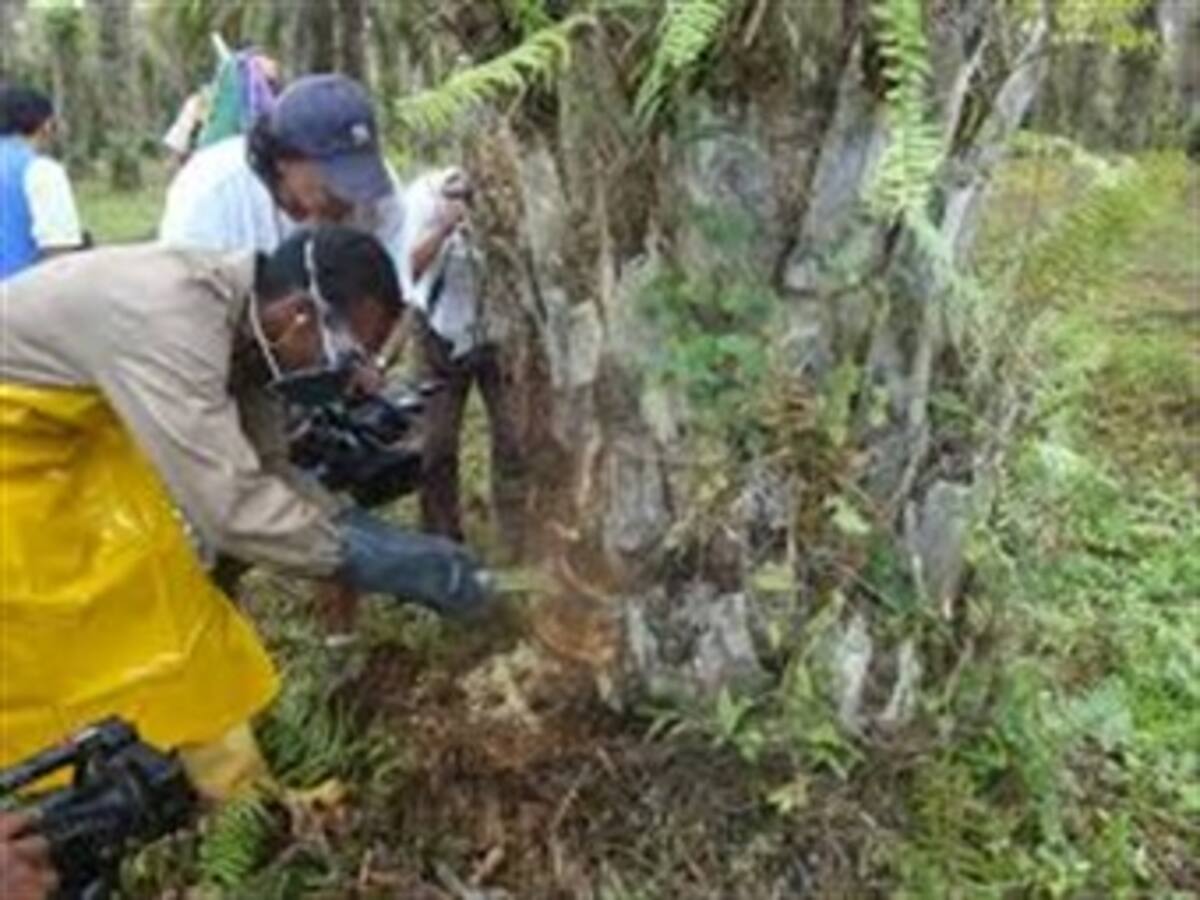 Palmicultores en Norte de Santander en alerta fitosanitaria por paro en el Catatumbo