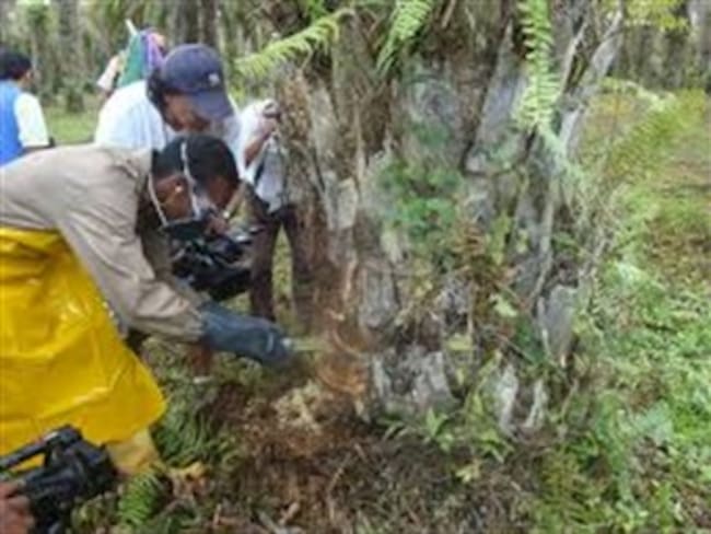 Palmicultores en Norte de Santander en alerta fitosanitaria por paro en el Catatumbo