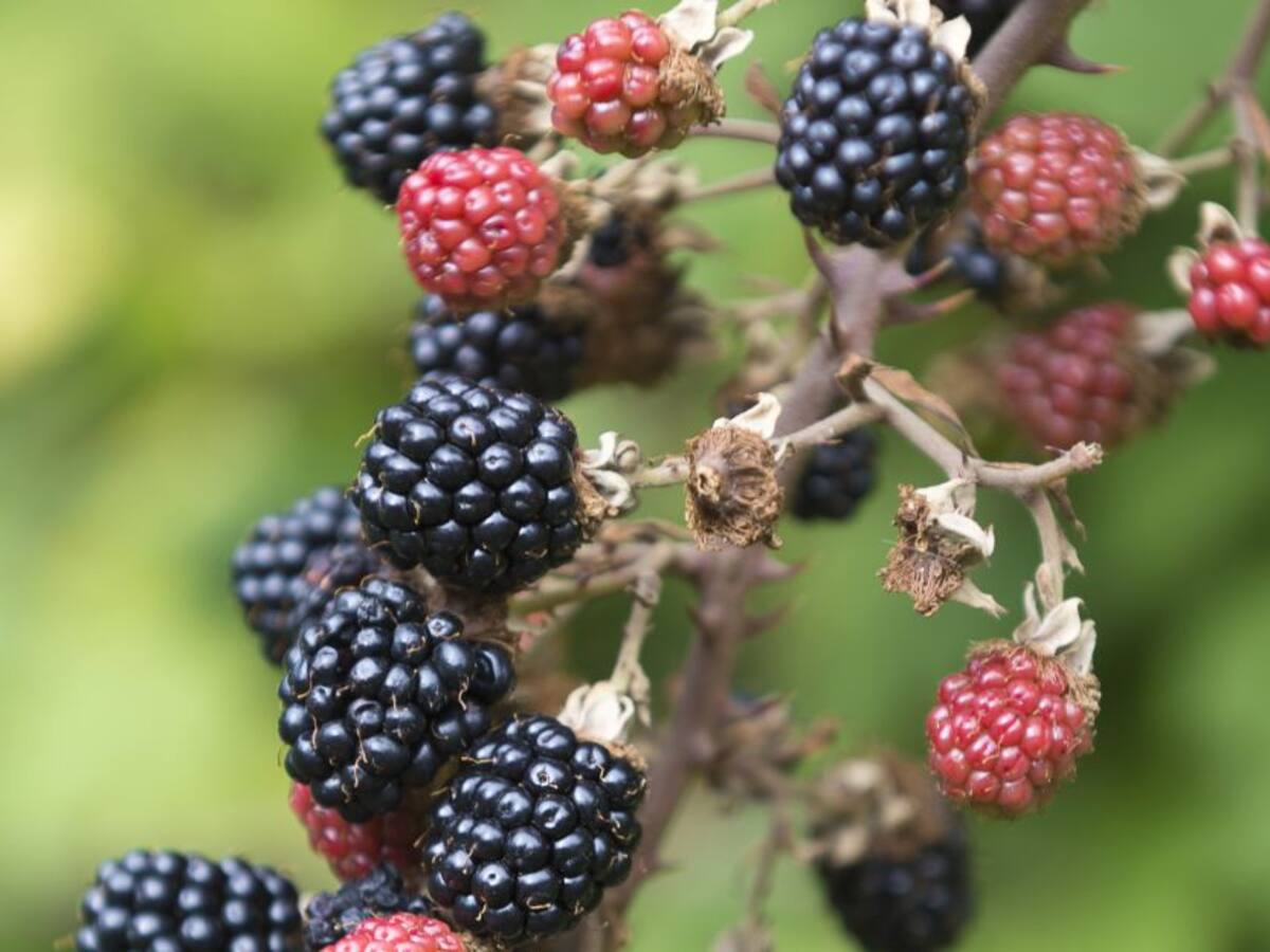 Producción de moras, alternativa para víctimas en el Huila