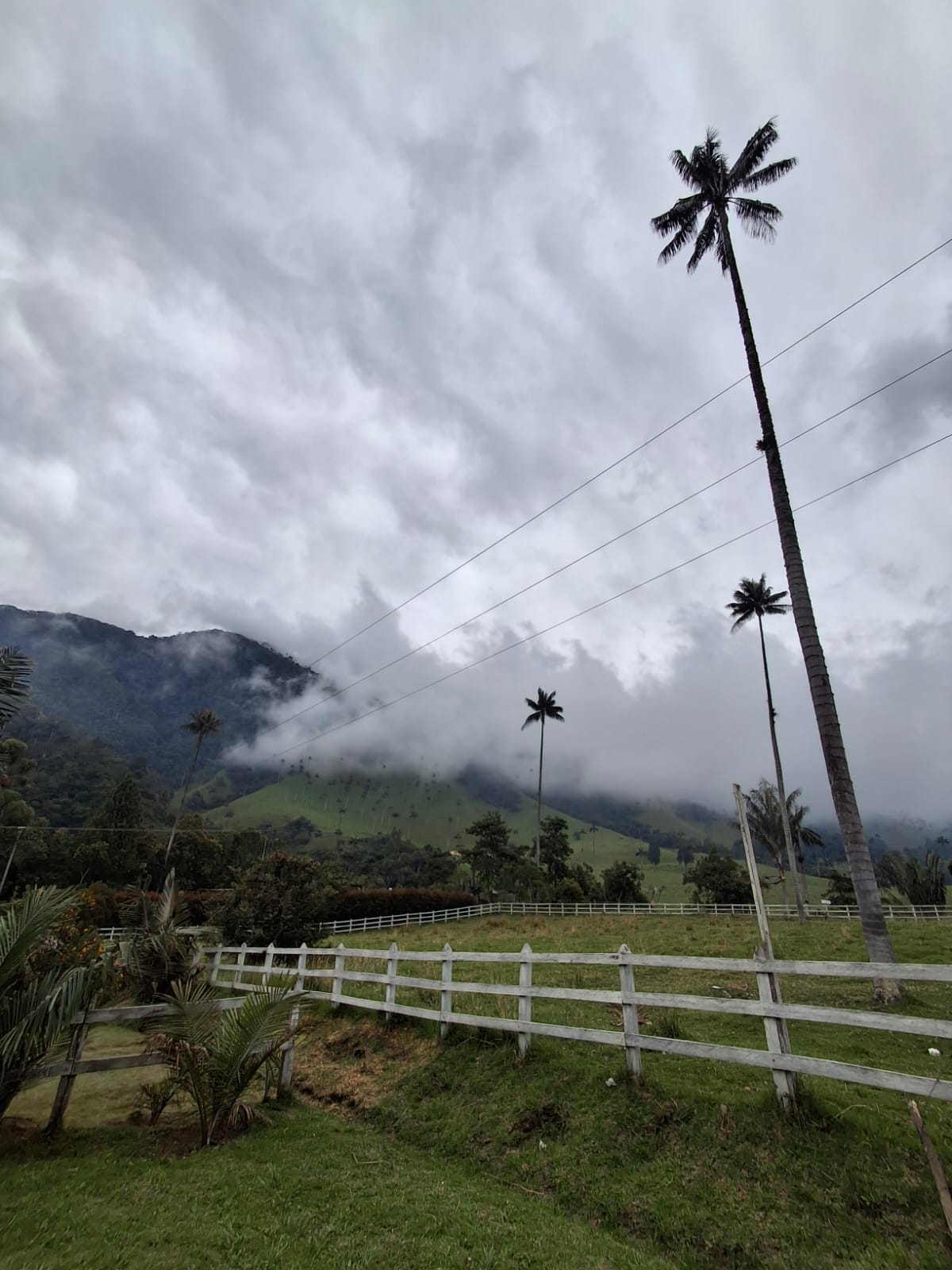El hermoso paisaje natural del Valle de Cocora en Salento Foto: Vanessa Porras