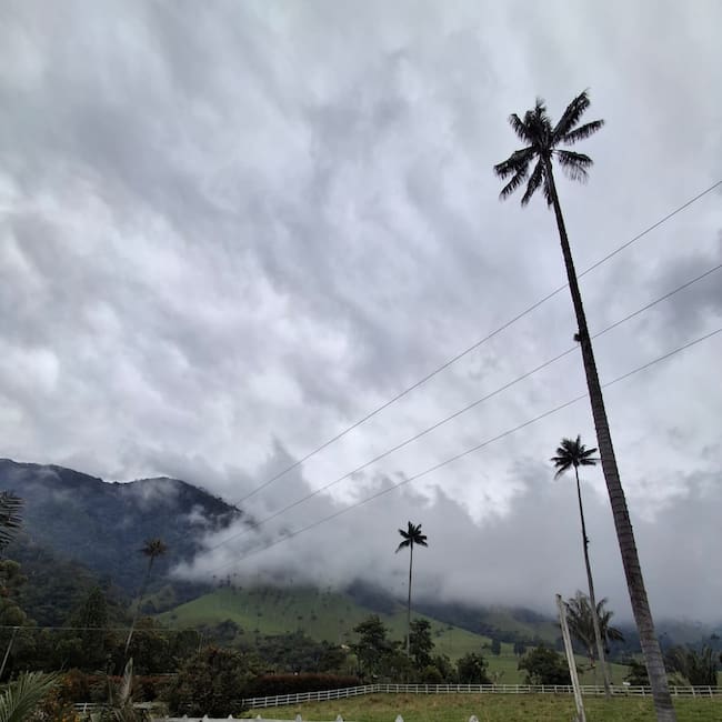 El hermoso paisaje natural del Valle de Cocora en Salento Foto: Vanessa Porras
