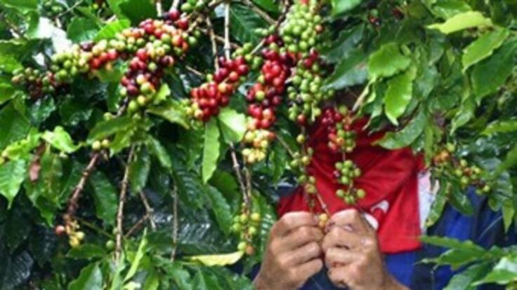 Cafeteros del país no descartan la posibilidad de un nuevo paro
