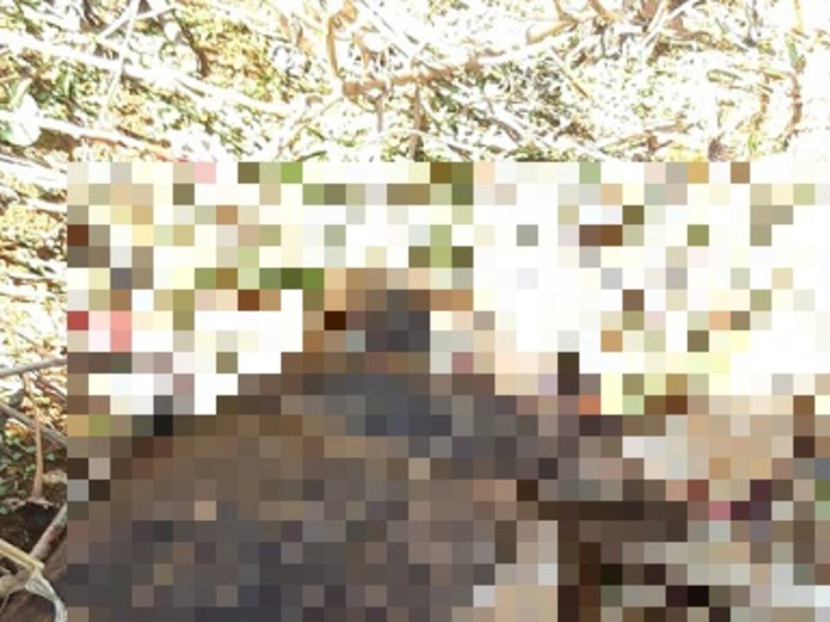 Una perra murió en medio de una confrontación armada en Medellín