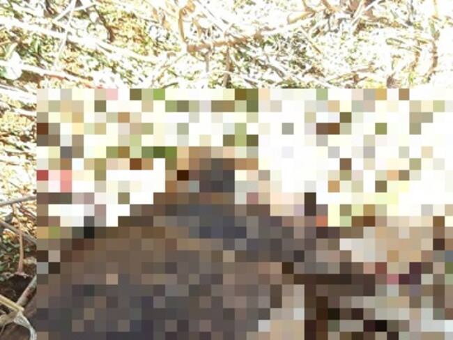 Perrita muerta en Medellín- foto cortesía