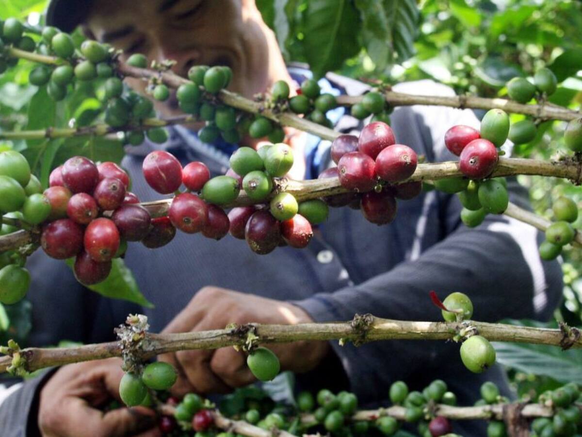 Brote de roya preocupa en el suroeste de Antioquia