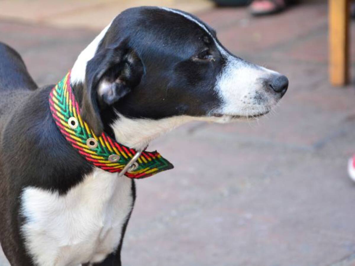 Avanza piloto de censo e identificación de caninos comunitarios del Distrito de Cartagena