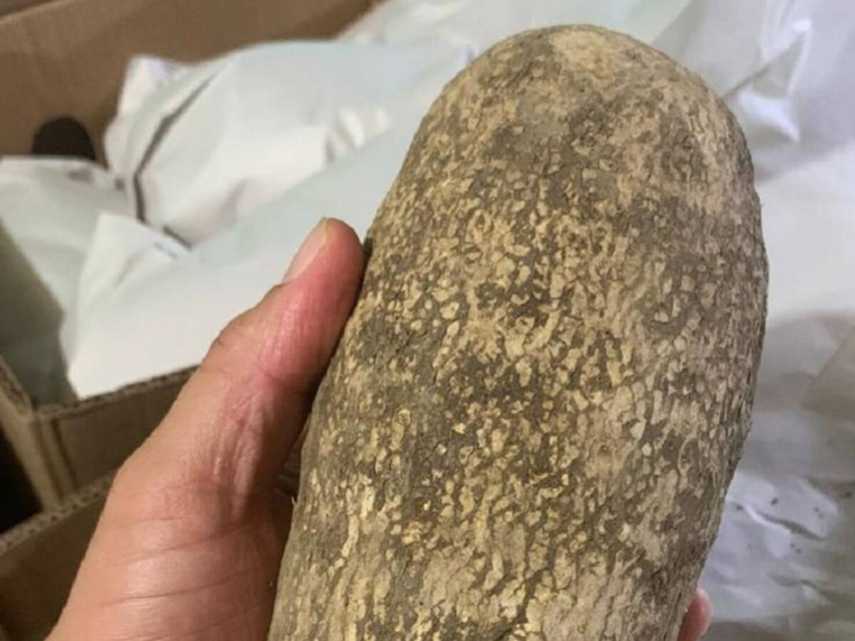 Ñame cultivado por excombatientes en Bolívar llega a Europa