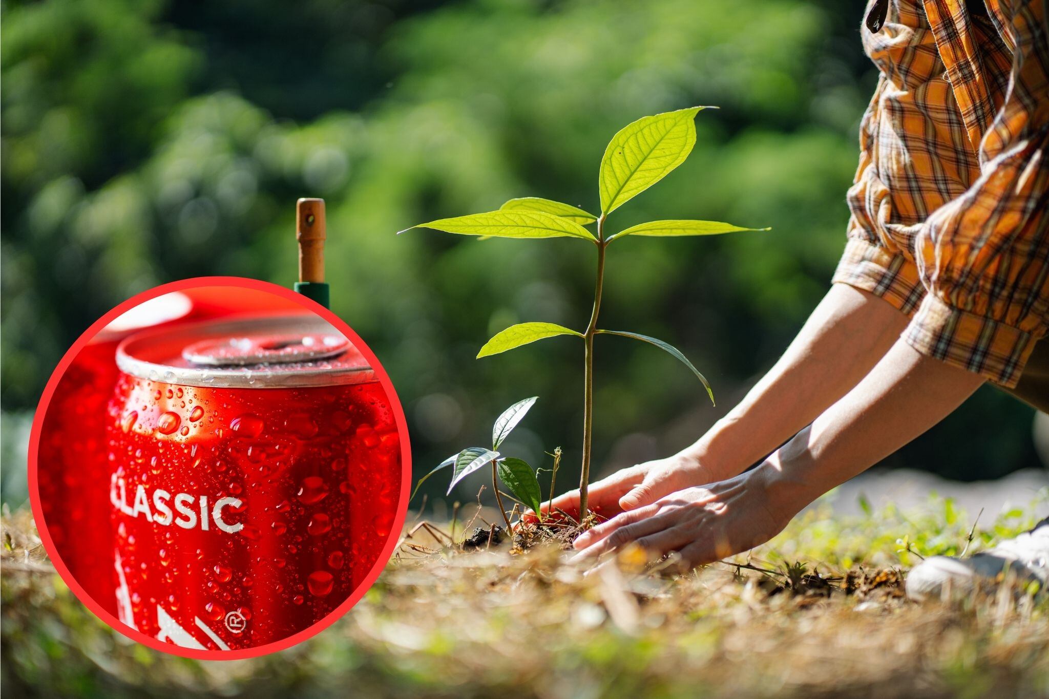 Regar plantas con Coca-Cola de vez en cuando puede traer diversos beneficios para ellas. / Fotos: Getty Images