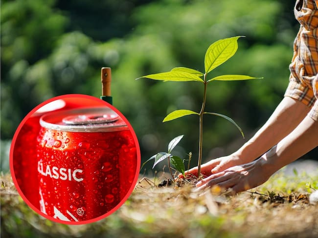 Regar plantas con Coca-Cola de vez en cuando puede traer diversos beneficios para ellas. / Fotos: Getty Images