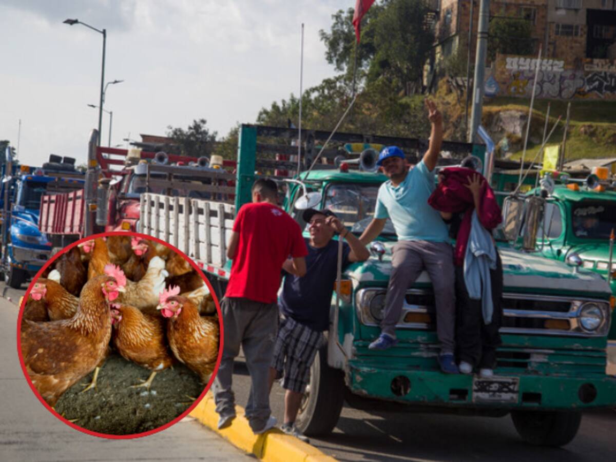 La situación es dramática, las aves pueden empezar a morir: presidente de Fenavi