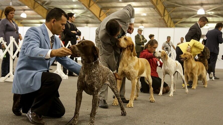 ExpoPet 2016. Foto: Colprensa