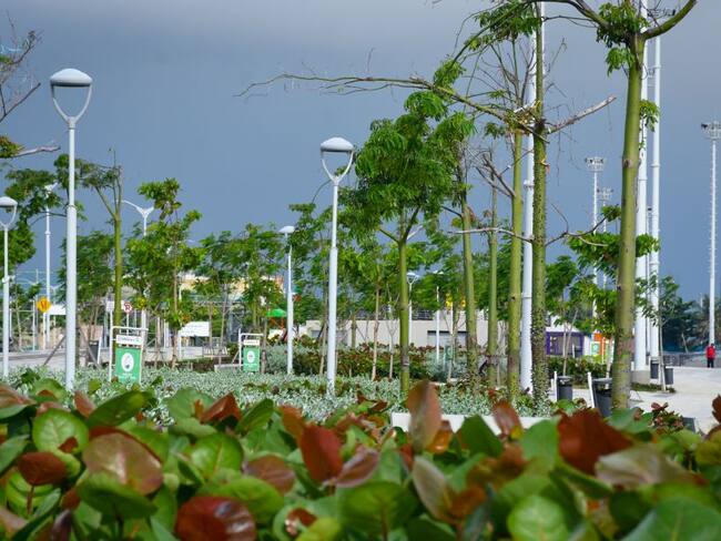 Barranquilla entró a las ciudades con más árboles del mundo
