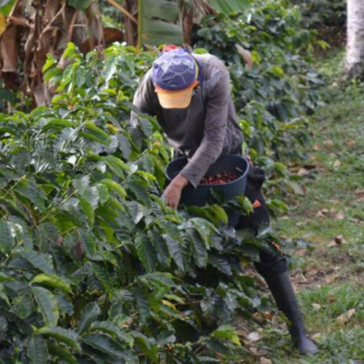 Cafeteros de Risaralda pusieron a prueba alternativas de producción ante la escasez de gas