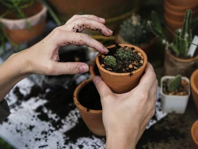 ‘Clementina Mariposa’: “Yo le voy encontrando la forma a todo, todo lo vuelvo arte”