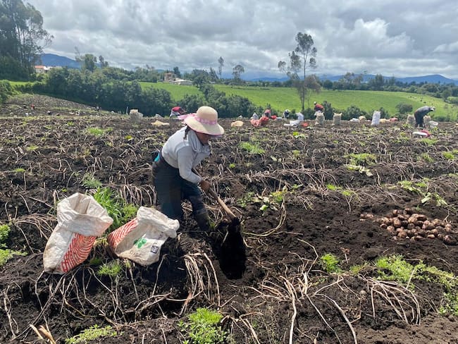 Cultivadores de papa. Foto: Care Colombia