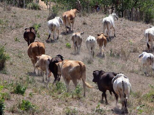 Crisis en la producción de ganado en el Huila por situación entre Rusia-Ucrania