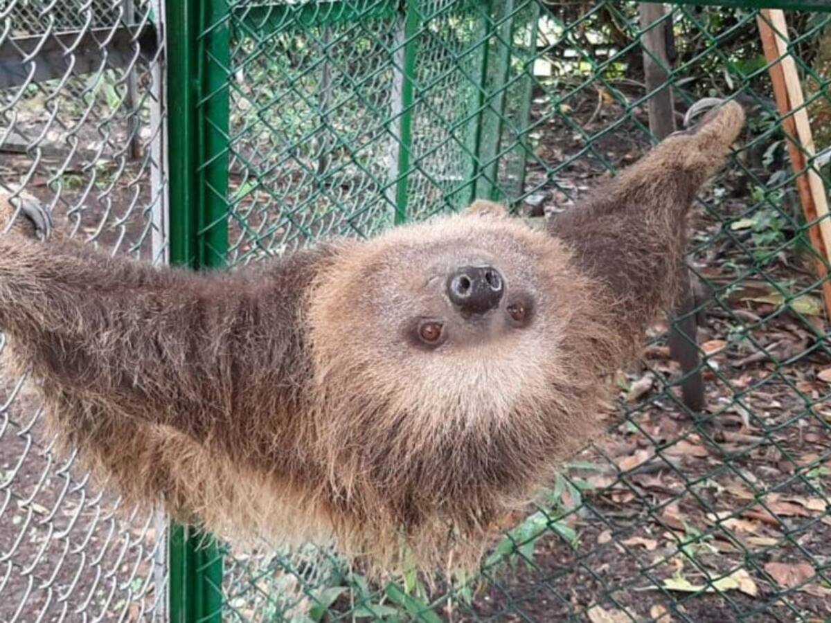 Retornan fauna silvestre del Huila a su hábitat natural