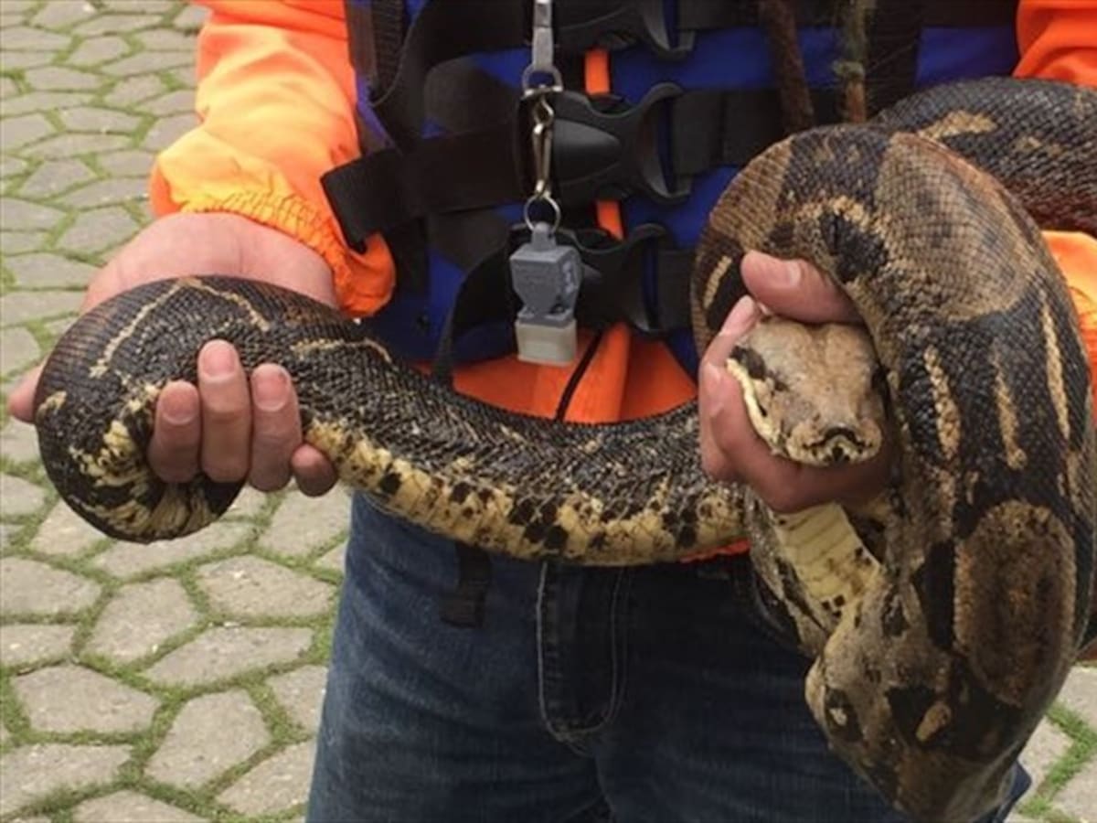 Distrito recupera boa en estado de gestación en el Parque Simón Bolívar