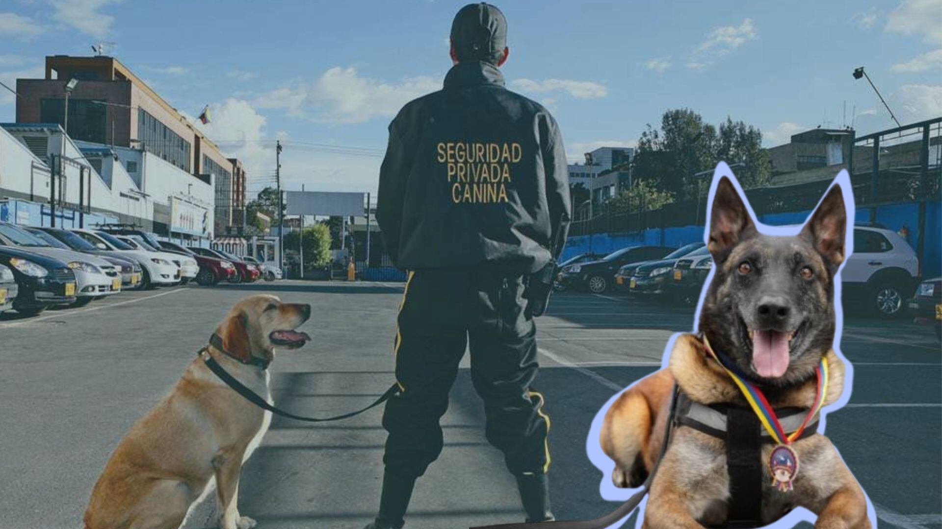 Perros en los servicios de rescate estarían eximidos de sus labores  en el proyecto radicado por la senadora Esmeralda Hernández del Pacto Histórico