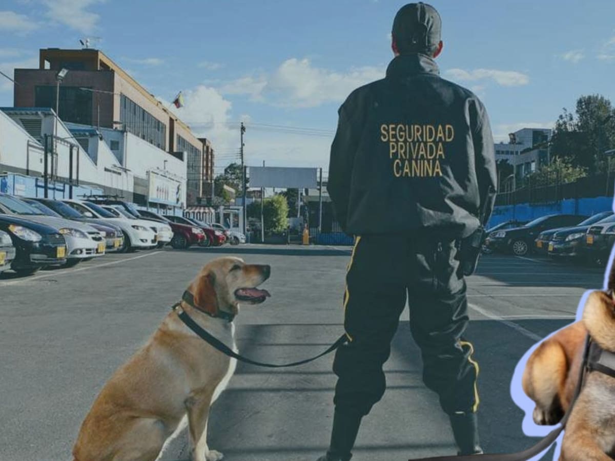 Proyecto que prohibiría el uso de perros en vigilancia y seguridad privada exime a los de rescate